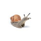 Papo Wild Animal Kingdom Snail Figurine, Hand-Painted Plastic, Multicolor, Model 50262, Collectible for Ages 3+