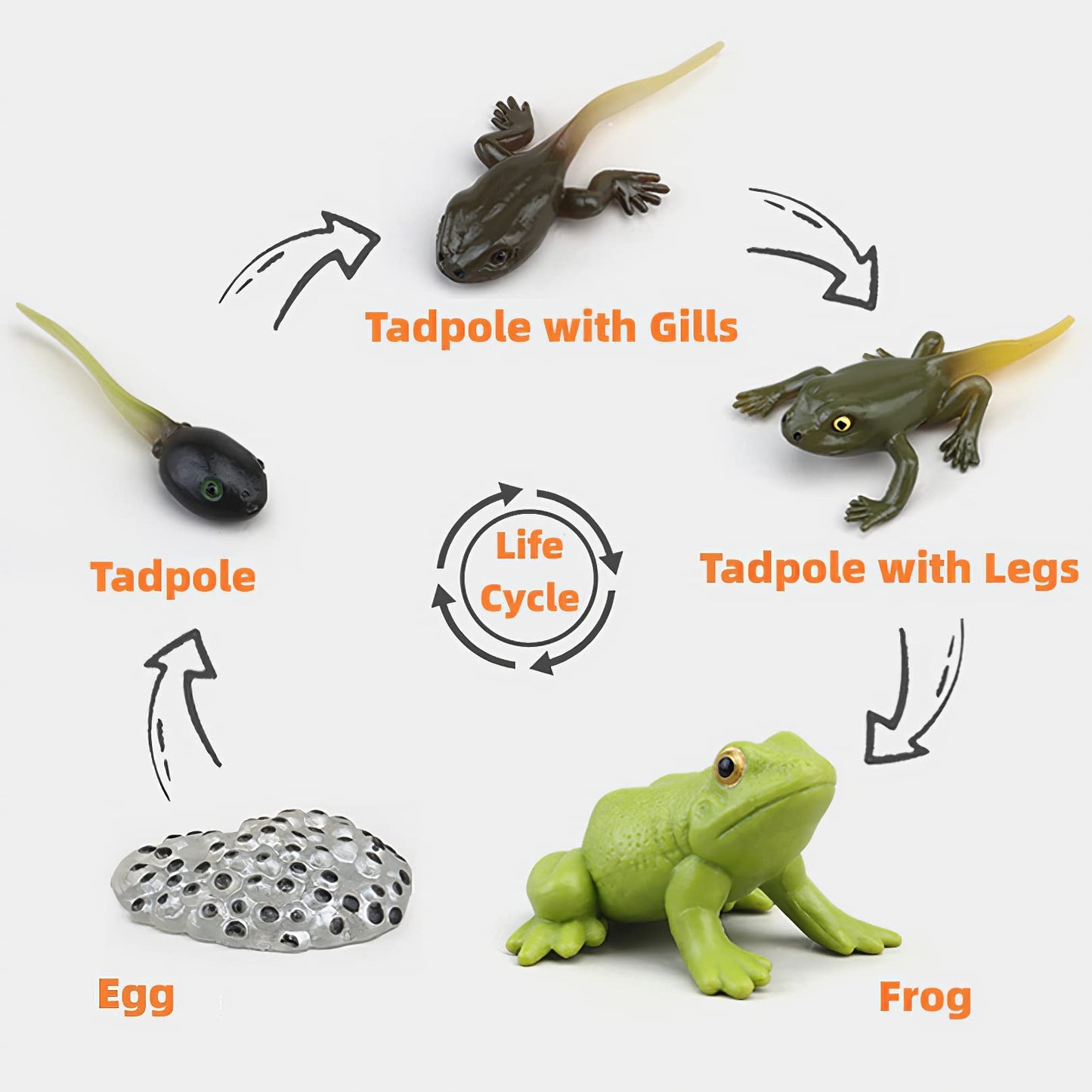 Montessori Frog Life Cycle With Flash Cards, Plastic Insects Tadpole To Frog Kit Toy, Realistic Animal Figurines (Frog)