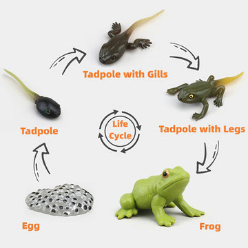 Montessori Frog Life Cycle With Flash Cards, Plastic Insects Tadpole To Frog Kit Toy, Realistic Animal Figurines (Frog)