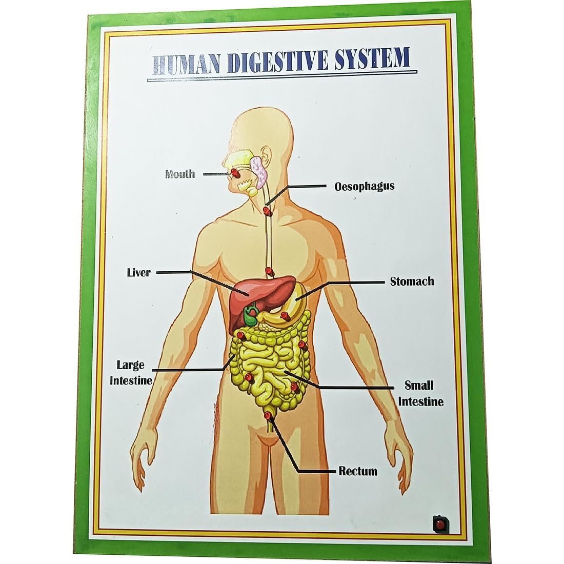 Human Digestive System Working Project  Biology Science Model For School & College Students | Human Anatomy Stem Educational Le