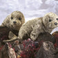 Folkmanis Harbor Seal Hand Puppet, Brown, Cream, Black, 1 Ea