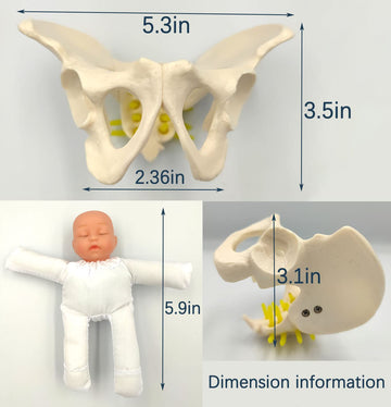 Childbirth Demonstration Pelvis Model-Mini Female Pelvis&Baby Model - Fetus/Umbilical Cord/Placenta-Childbirth Simulator Female