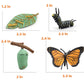 Montessori Life Cycle Animal Figures With Flash Cards, Plastic Insects Monarch Butterfly Kit Caterpillar Toy For Kids, Realistic Animal Figurines (Butterfly)