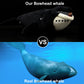 Simulation Bowhead Whale Plush Toy - Black Long Lifelike Whale Stuffed Toys, Super Soft Realistic Sea Simulation Balaena Mysticetus Dolls Plush Gift Collection For Kids, 17Inches (Bowhead Whale)