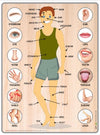 ASVI Wooden Parts of Body Puzzle for Kids Ages 35 Yrs