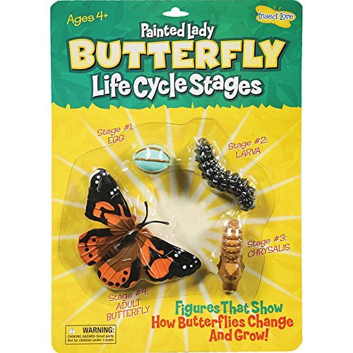 Insect Lore Butterfly Life Cycle Stages (Set Of 6)