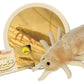 GIANT MICROBES Louse Plush Toy - 7" Tan Educational Gift for Lice Awareness, Ideal for Families and Insect Lovers