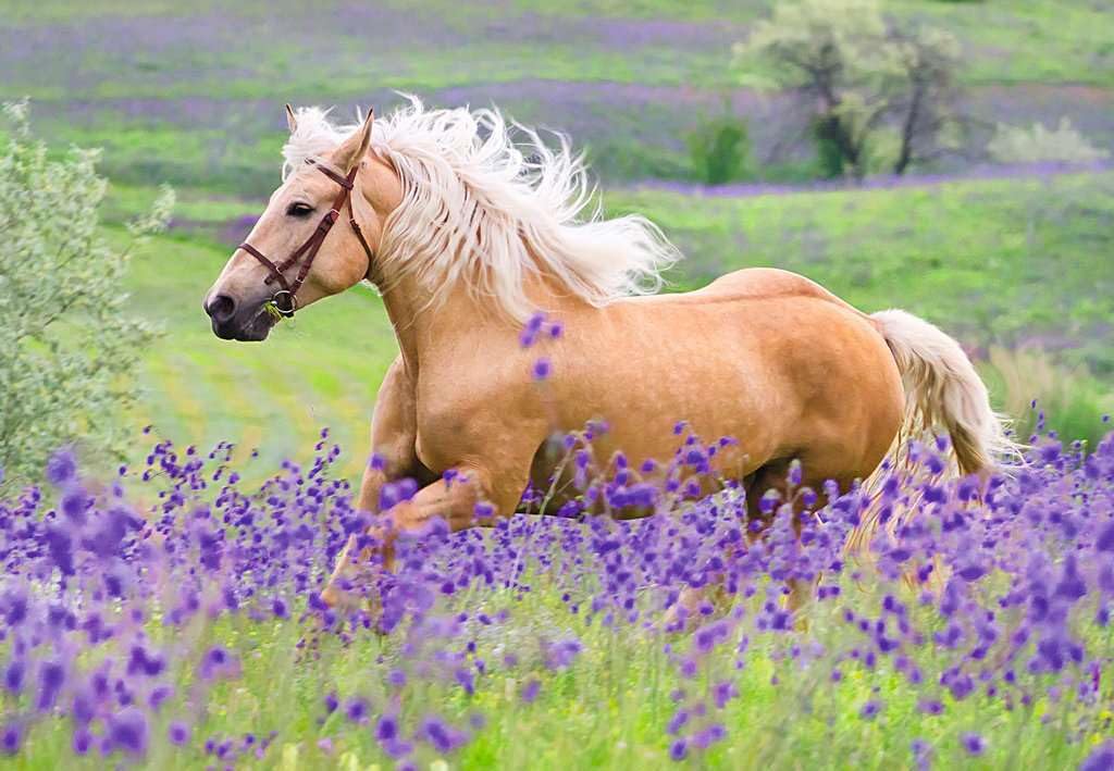 Ravensburger Horse Love Puzzle for Children, 2 x 24 Pieces, Cardboard, 26 x 18 cm, Yellow, Model 05148