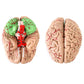 Qwork Human Skull And Brain Anatomy Model, 11 Parts, Life Size, Numbered, Anatomically Accurate, For Science Medical Teaching Learning