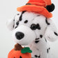 Plushland Halloween Pawpals 8 Inches Puppy Dog Plush Stuffed Toy Comes With Hat And Halloween Jack O Lantern - Pumpkin For Kids On This Holiday (Dalmatian)
