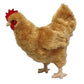Adore 12'' Standing Buffy The Hen Chicken Plush Stuffed Animal Toy
