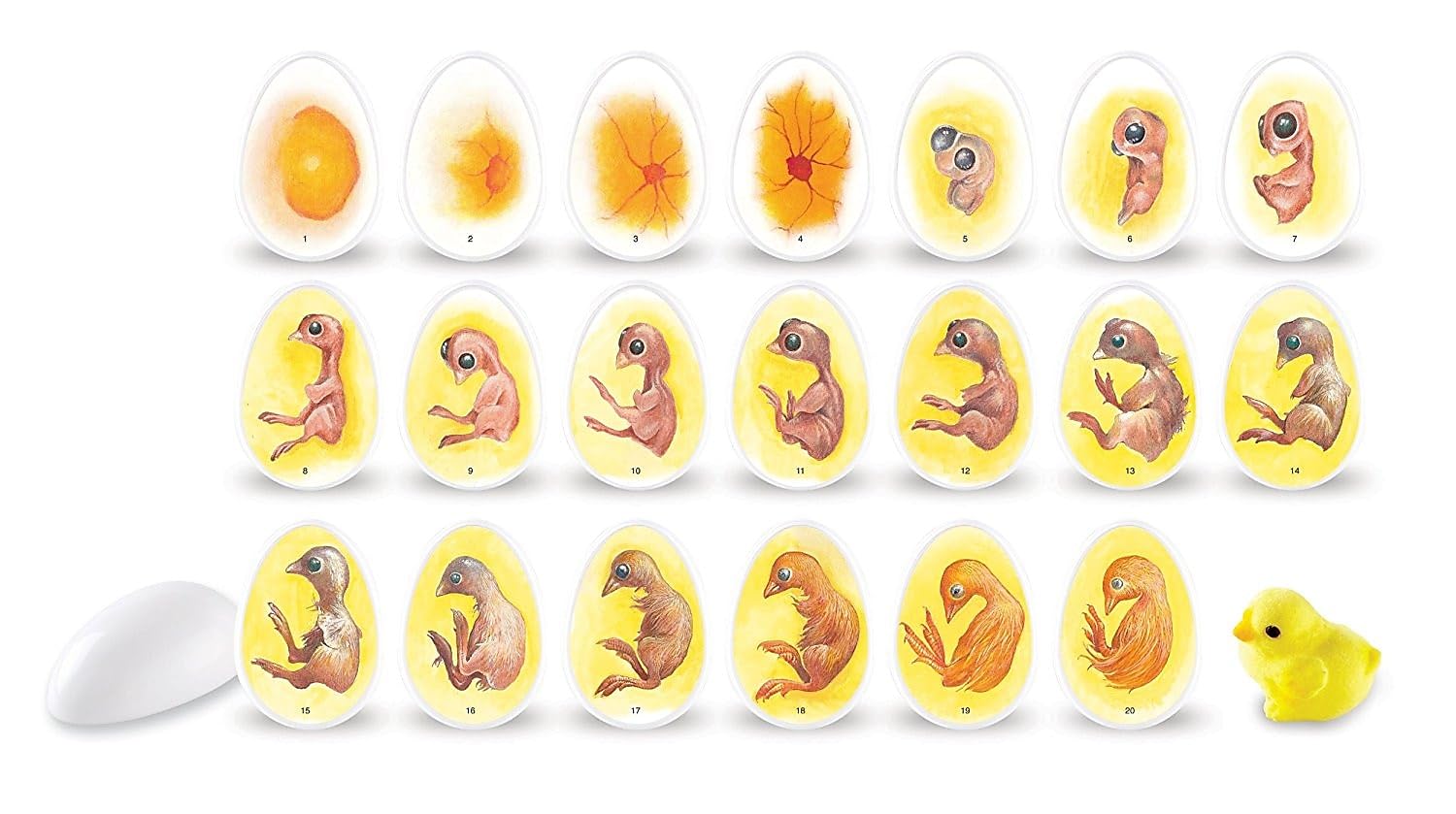 Learning Resources Chick Life Cycle Exploration Set  Multi-color