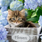 Kleine Katze