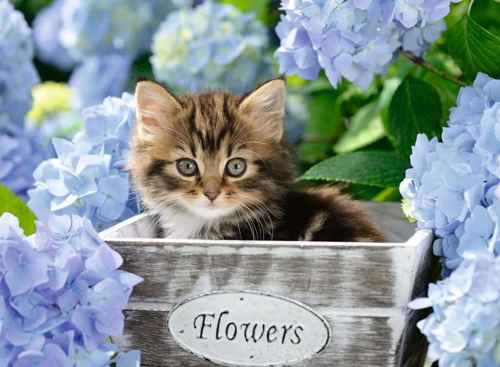 Kleine Katze