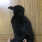 Jianeexsq Realistic Crow Plush, Cute Black Raven Stuffed Animal Plush Toy, Soft Raven Bird Stuffed Toys Doll, Kids Birthday Gift