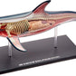 Famemaster 4D-Vision Dolphin Anatomy Model