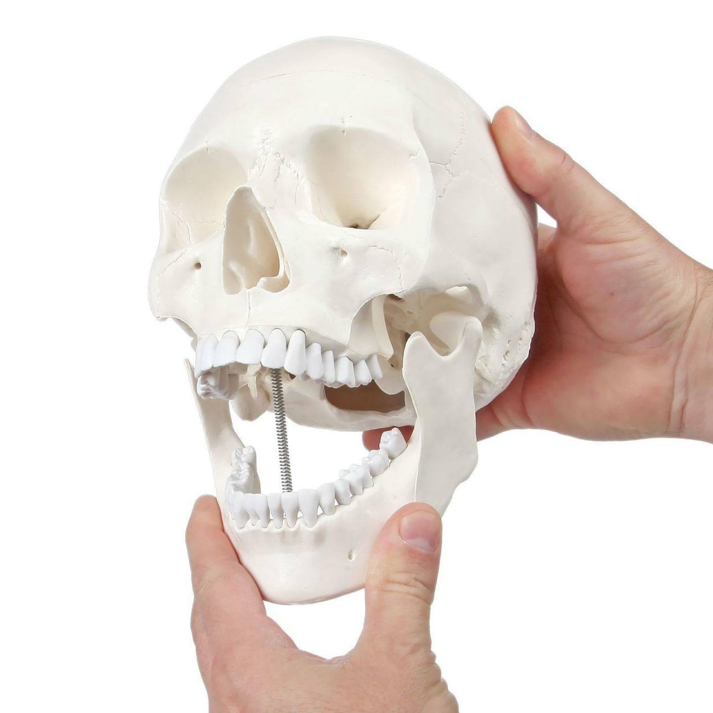 Axis Scientific Human Skull Model for Anatomy Life Size  3-Part Anatomy Skull Includes Skull Cap with External and Interior Structures  Includes Detailed Product Manual  Skull for Anatomy