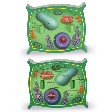 Learning Resources Cross-Section Plant Cell Model, Plant Anatomy, Science Classroom Accessories, 2 Foam Pieces, Ages 7+, Multi, 5 X 4 X 4.5 Inches (Ler1901)