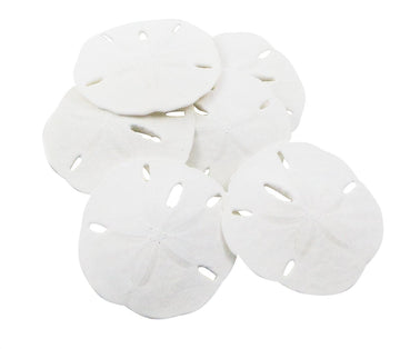 Nautical Crush Trading Sand Dollar | Real Sand Dollars 2 1/2 to 3 (Set of 6) | Sand Dollar Shells Plus Free Nautical eBook by Jo