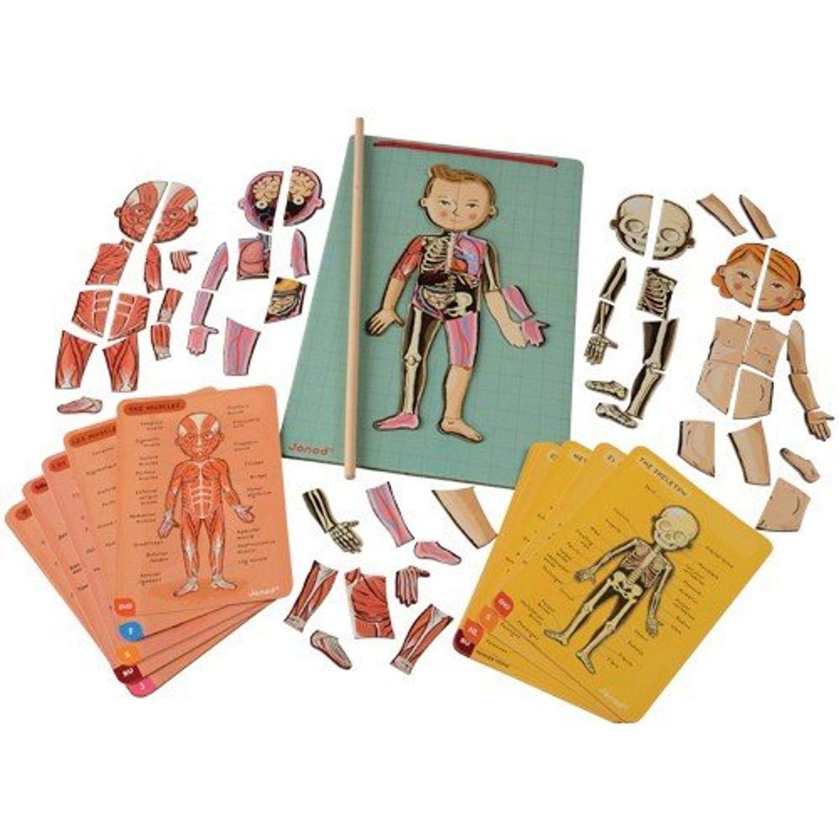Janod Bodymagnet Educational Human Body Game - Anatomy, Organs, Skeleton, Muscles - 76 Magnetic Pieces - From 7 Years Old, 12 Languages, J05491 Includes 18 Cards, 76 Body Part Magnets And 1 Pointer Stick