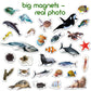 Fridge Magnets For Toddlers - 30 Sea Photo Kids Magnets For Fridge - Toddler Magnets For Refrigerator - Magnetic Animals - Fridge Magnets For Kids - Animal Magnets - Toddler Fridge Magnets