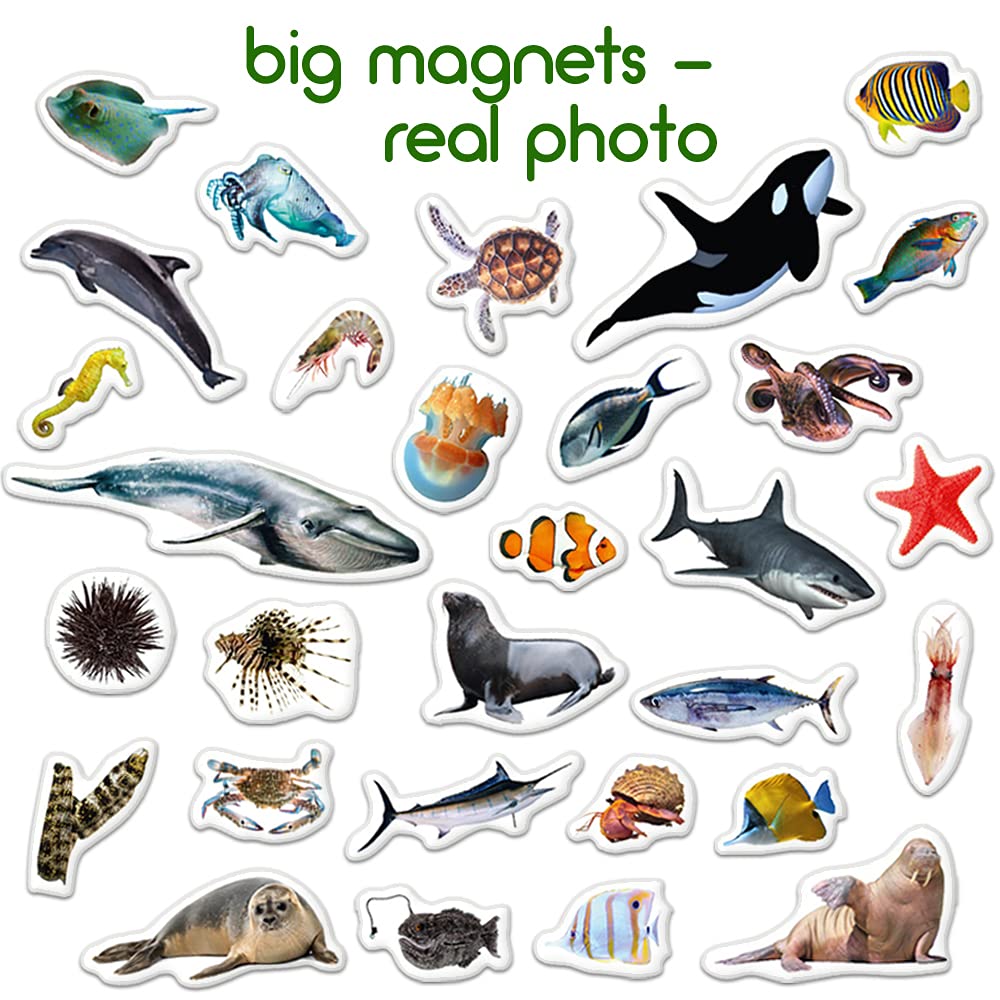 Fridge Magnets For Toddlers - 30 Sea Photo Kids Magnets For Fridge - Toddler Magnets For Refrigerator - Magnetic Animals - Fridge Magnets For Kids - Animal Magnets - Toddler Fridge Magnets