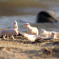 Rcomg 32Pcs Mini Ocean Animal Figures Set With Sharks Whales Arctic Animals