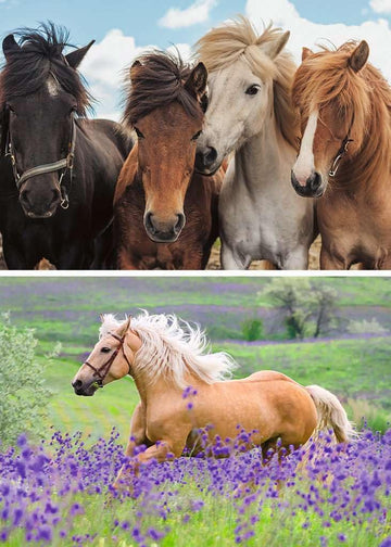 Ravensburger Horse Love Puzzle for Children, 2 x 24 Pieces, Cardboard, 26 x 18 cm, Yellow, Model 05148