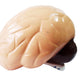 DWIJ Creative 3D Model Brain Toy, DIY Bird Shape, Educational Gift for Kids and Adults