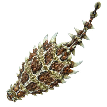 Pnso Prehistoric Dinosaur Models (37 Bart The Pinacosaurus)