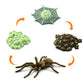 Safari 100406 Life cycle of a Spider Figurine  Multi color