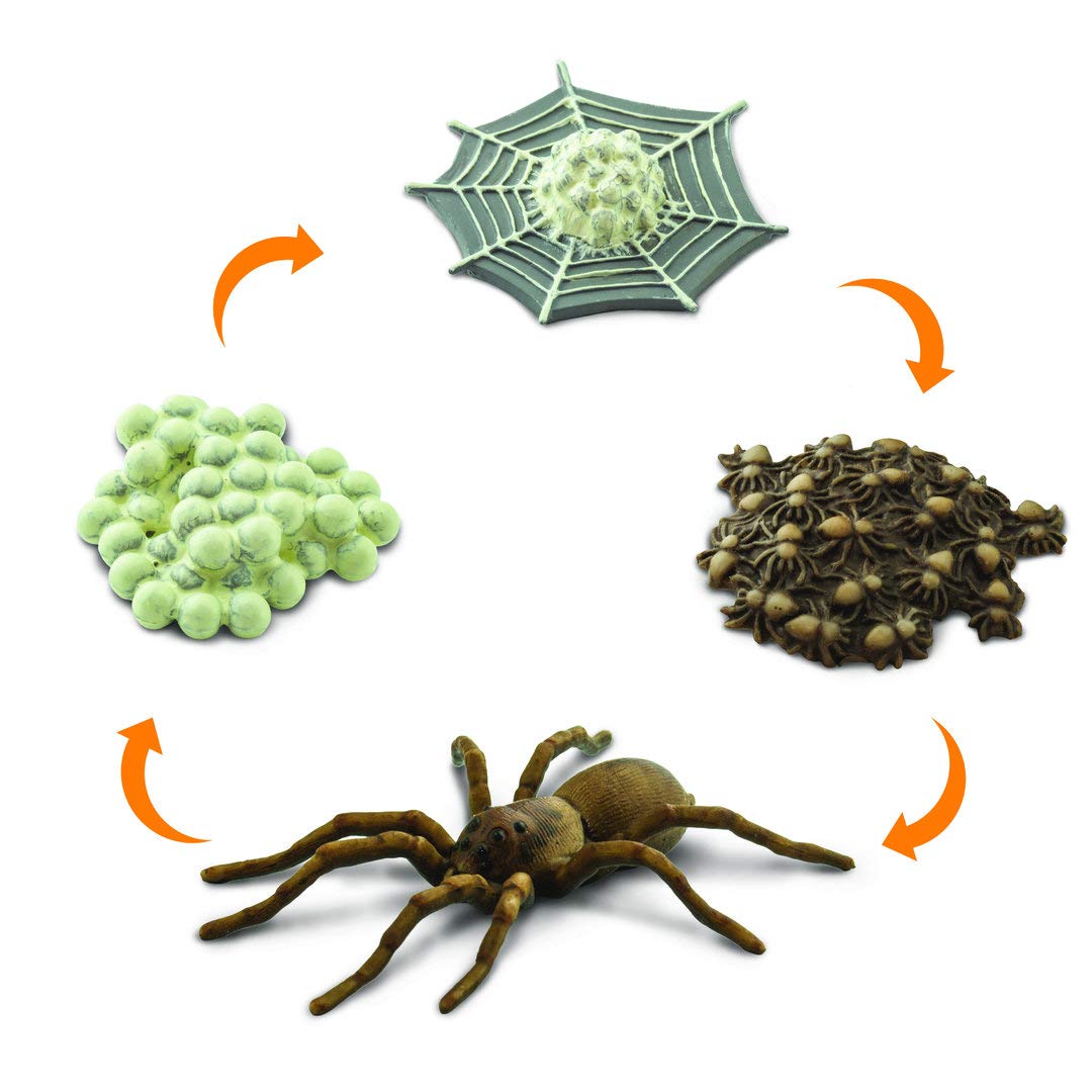 Safari 100406 Life cycle of a Spider Figurine  Multi color