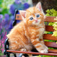 Castorland 'Ginger Kitten Puzzle (500 Piece)