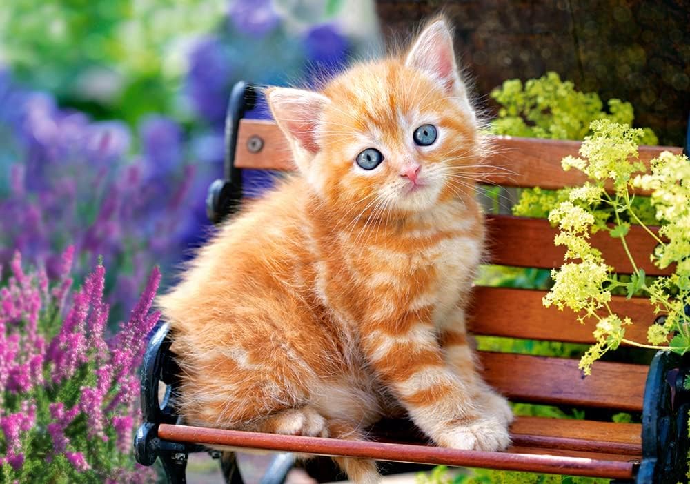 Castorland 'Ginger Kitten Puzzle (500 Piece)