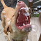 BubbleLick Bubble Treats Variety Pack - Peanut Butter & Maple Bacon, 2.5 Fl Oz (4-Pack), Lickable Bubbles for Pets, Red Plastic