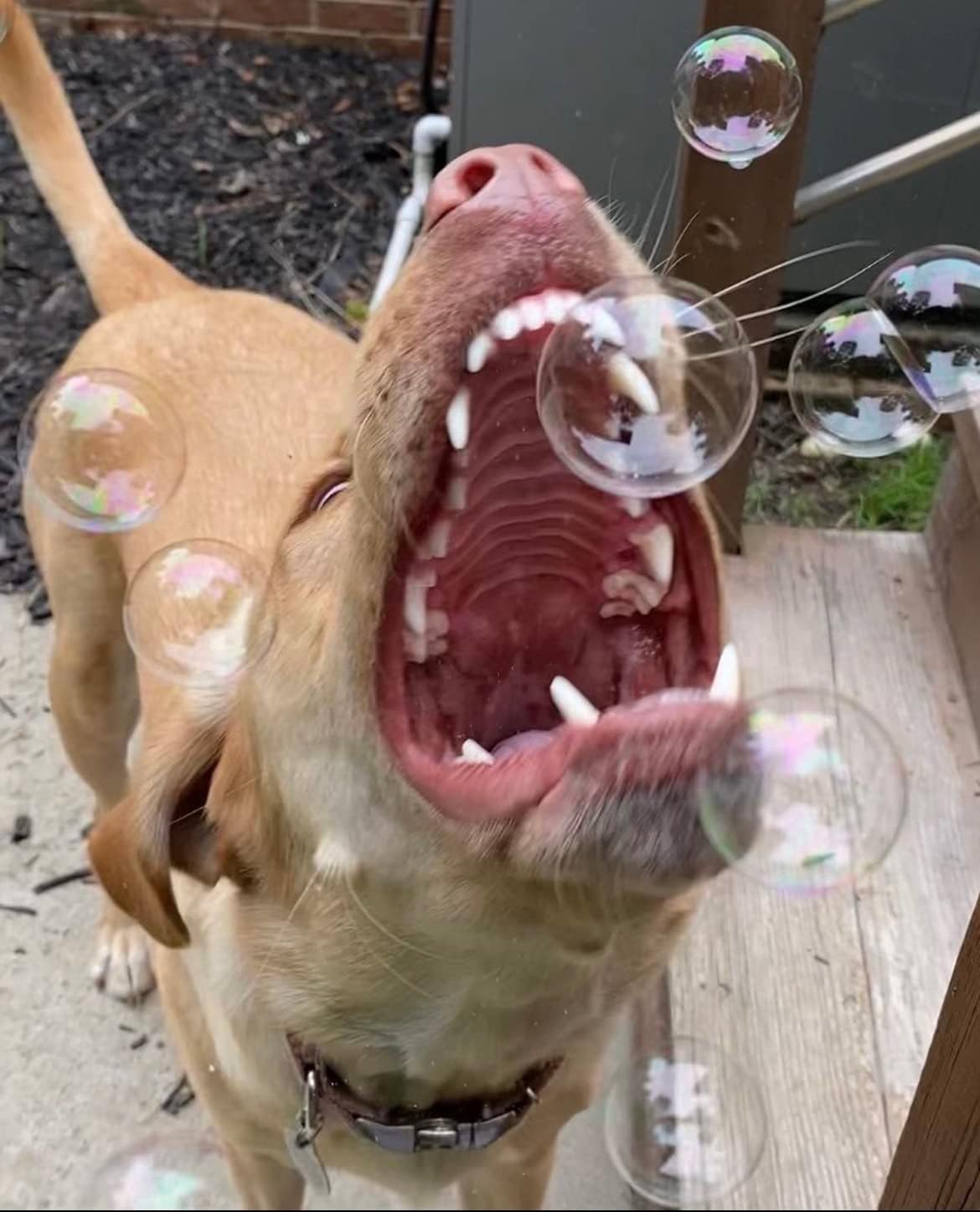 Bubble Treats Maple Bacon Pet Bubbles (2.5 Fl Oz, 4-Pack), Lickable Bubbles for Pets - Natural Bacon Flavor, Great for Bubble To