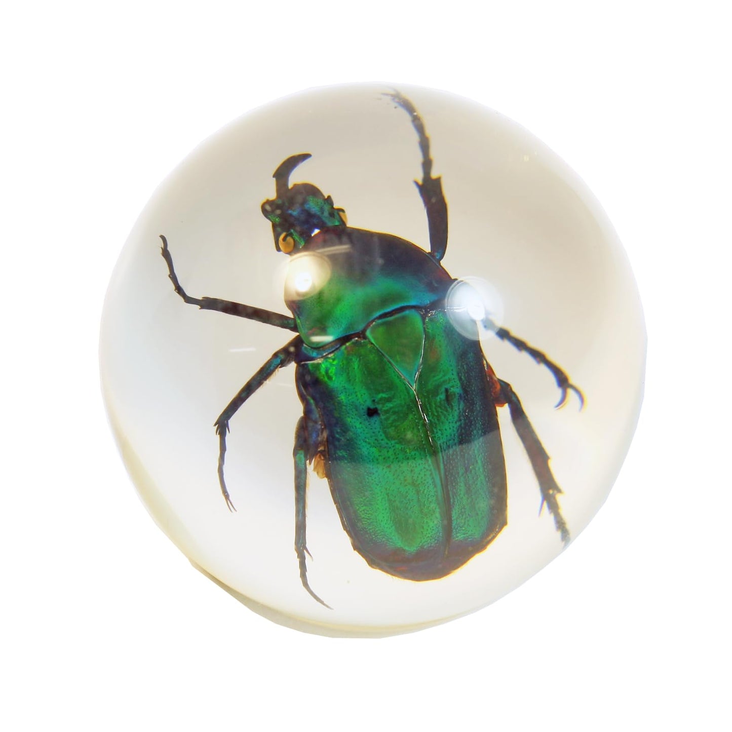 REALBUG Green Chafer Beetle Globe