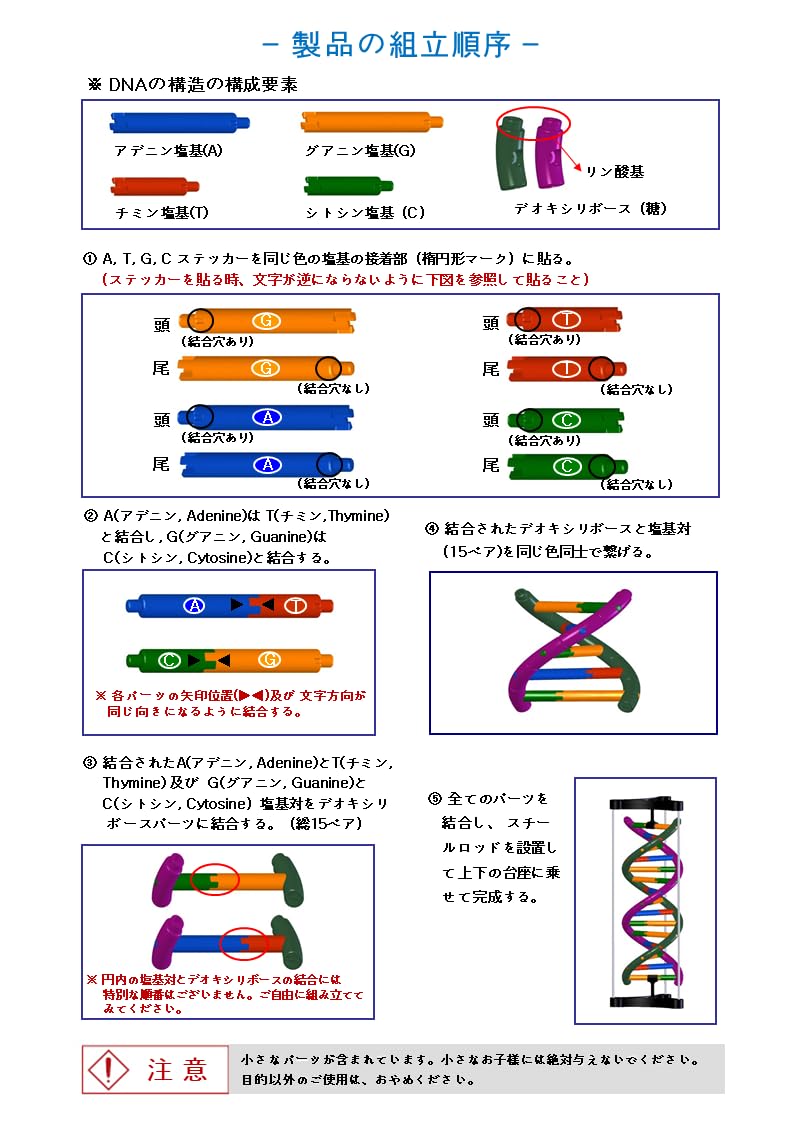 Dna Double Helix Model
