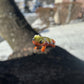 (2 Pack) Mystery Baby Bearded Dragon | Articulating Fidget Toy