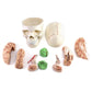 Qwork Human Skull And Brain Anatomy Model, 11 Parts, Life Size, Numbered, Anatomically Accurate, For Science Medical Teaching Learning