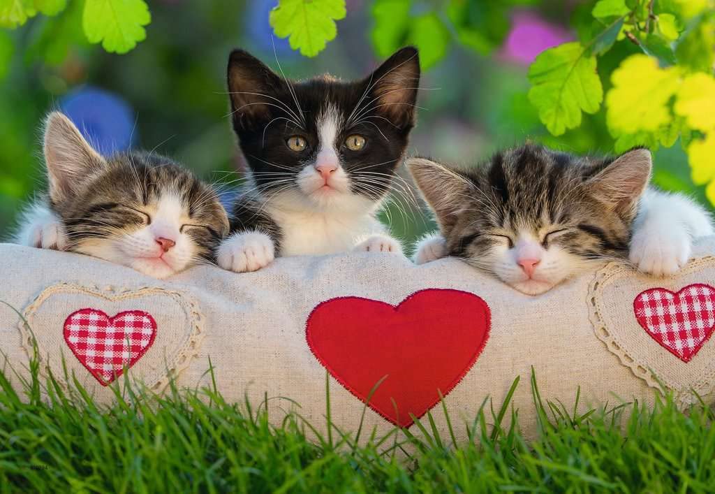 Ravensburger 07801, Sleepy Kitten 2 X 24 Piece Puzzles In A Box, 2 X 24 Piece Puzzles For Kids, Every Piece Is Unique, Pieces Fit Together Perfectly, Multi