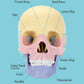 LUCKY GUESS 2025 Human Anatomy Skull Model - 17 Part Puzzle, Mini Medical Model, Colorful, Medium Size, Includes 10 Knowledge Flash Cards