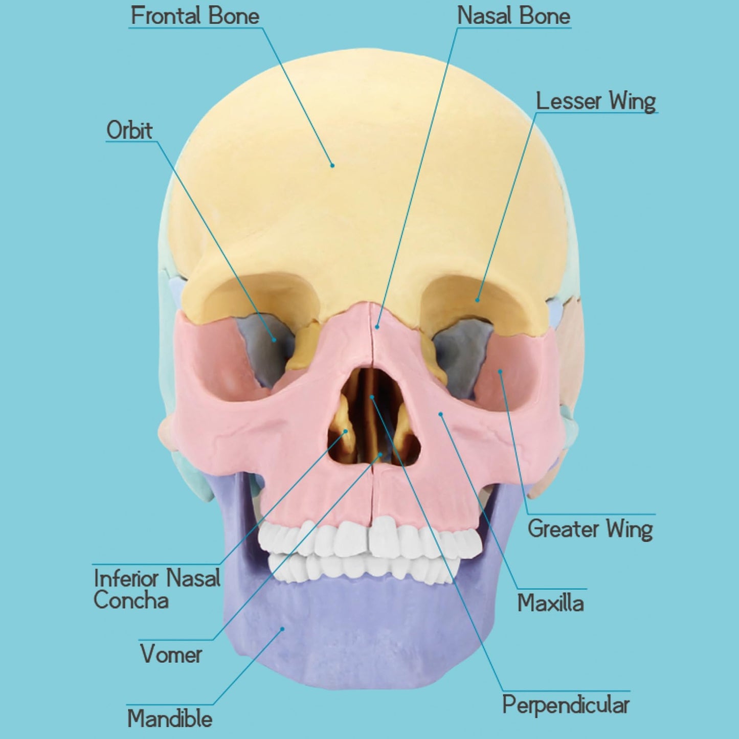 LUCKY GUESS 2025 Human Anatomy Skull Model - 17 Part Puzzle, Mini Medical Model, Colorful, Medium Size, Includes 10 Knowledge Flash Cards