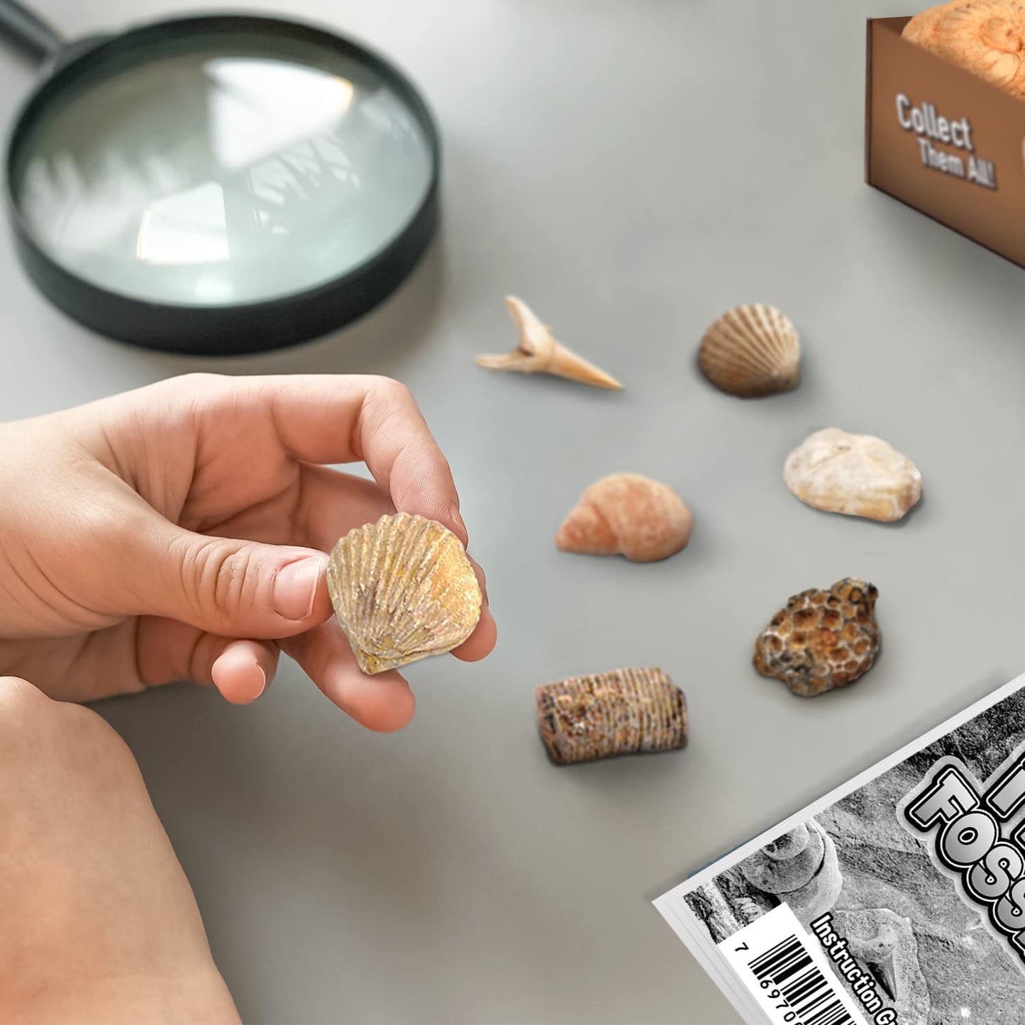 Byncceh Fossil Dig Kit - Educational Stem Science Toys For Kids Ages 6+ - Dig Up 12 Fossils Real & Dinosaur Bones Rocks - Digging Activities Kits - Paleontology, Discovery Gifts For Boys & Girls