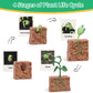 Montessori Life Cycle Learning - Montessori Life Cycle Animal Figures With Flash Cards, Realistic Animal Figurines Toy, Animal E