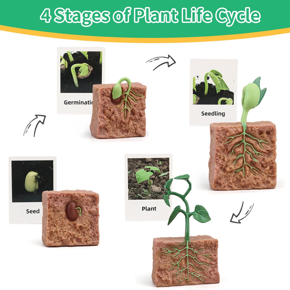 Montessori Life Cycle Learning - Montessori Life Cycle Animal Figures With Flash Cards, Realistic Animal Figurines Toy, Animal E