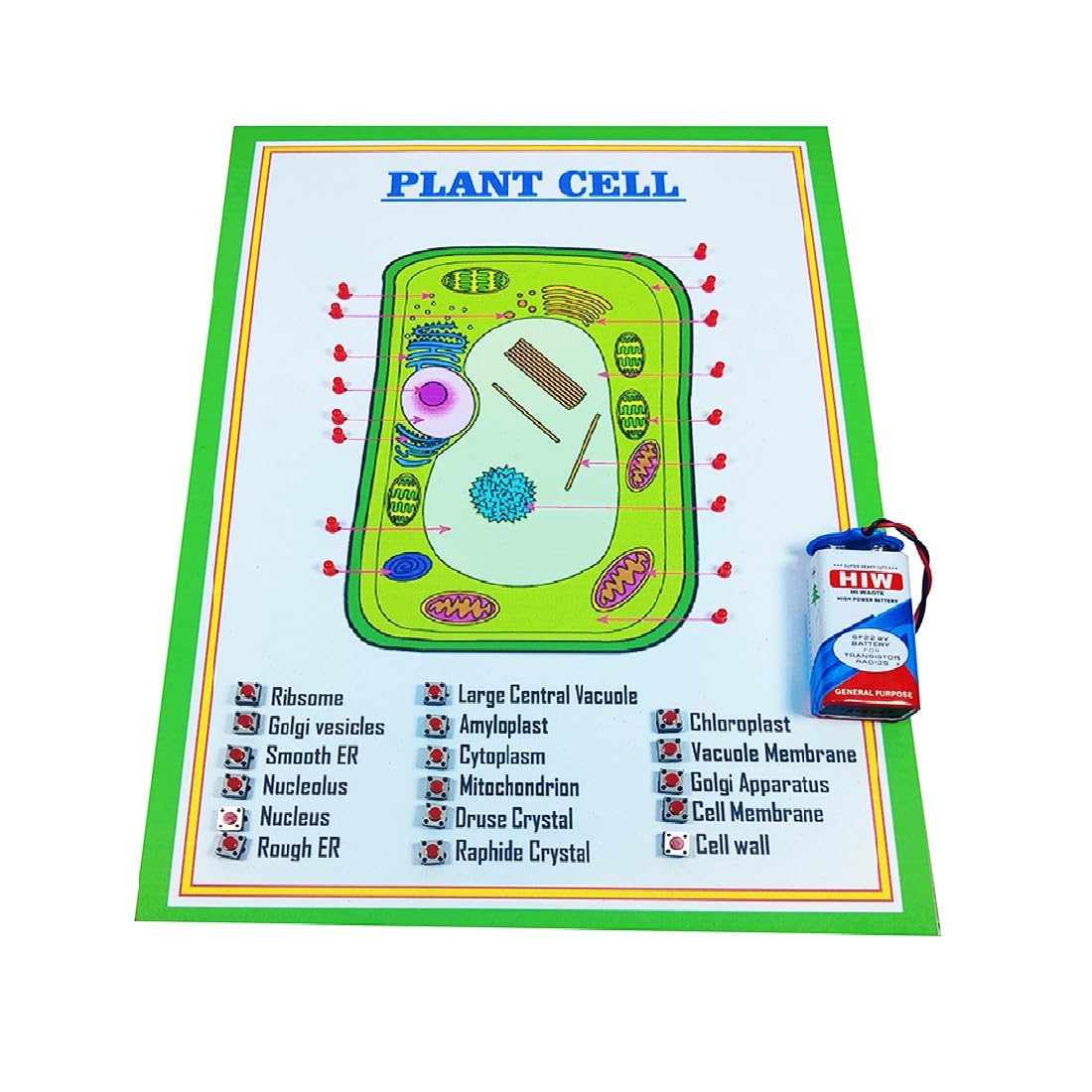Plant Cell Science Kit | Biology Educational Model For School & College Students | Cell Structure Learning Tool For Science Proj