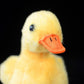 Zhongxin Made Yellow Little Duck Plush, 5.5Inch Simulation Duck Stuffed Animal, Little Baby Duck Doll Plush Toys As Gift For Your Kids