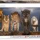 Big Cats