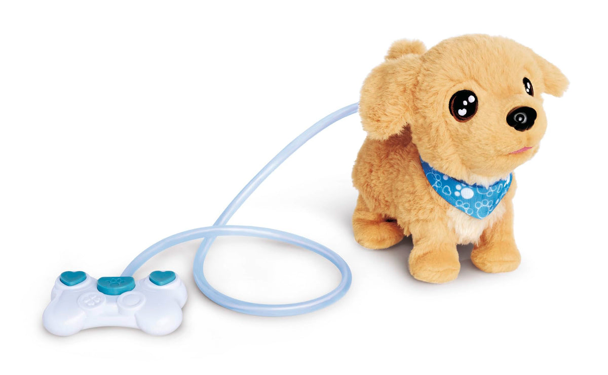 CCL Loomy, Golden Retriever